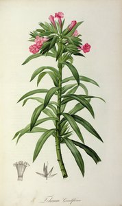 Echium Grandiflorum、「Le Jardin de Malmaison」、1802年